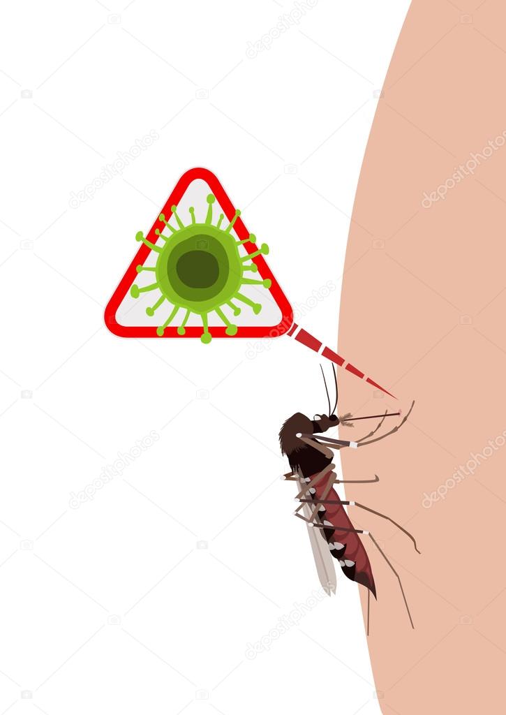 mosquito on human skin transmitting virus infection. vector