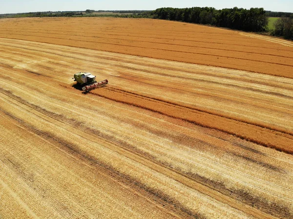 Cosechando Trigo Los Campos — Foto de Stock