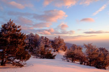 Dağlarda karlı bir orman.