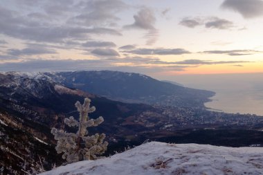 Dağlarda karlı bir orman.