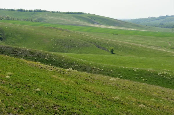 Yeşil çayırlar Rusya, orman-bozkır