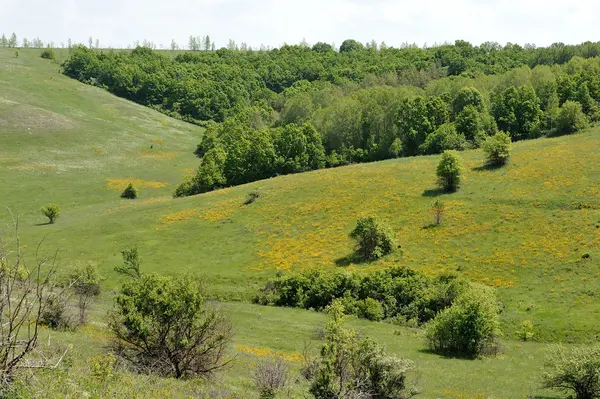 Yeşil çayırlar Rusya, orman-bozkır