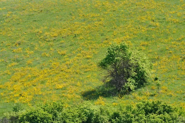 Yeşil çayırlar Rusya, orman-bozkır