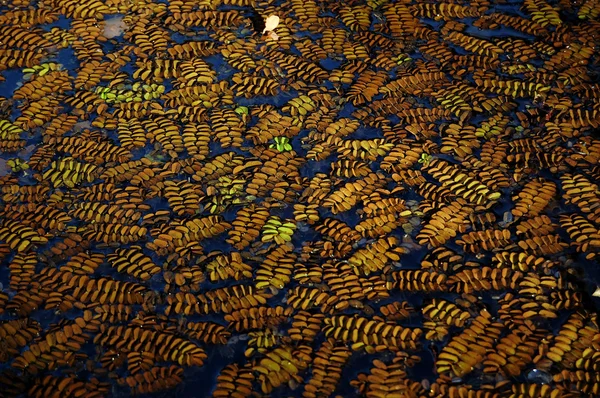 su fern, Salvinia natans