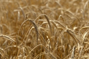 Olgun buğday buğday alanında büyüyen kulaklar