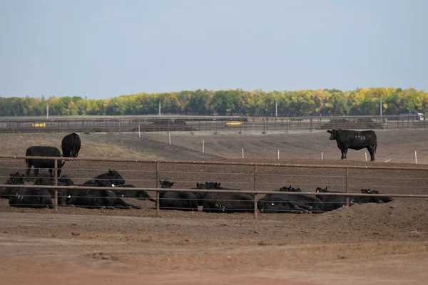 Aberdeen Angus doğurmak genç boğa olduğunu bir feedlot