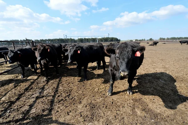 Aberdeen Angus doğurmak genç boğa olduğunu bir feedlot