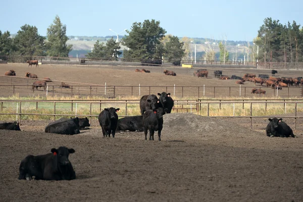 Aberdeen Angus doğurmak genç boğa olduğunu bir feedlot