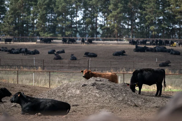 Aberdeen Angus doğurmak genç boğa olduğunu bir feedlot