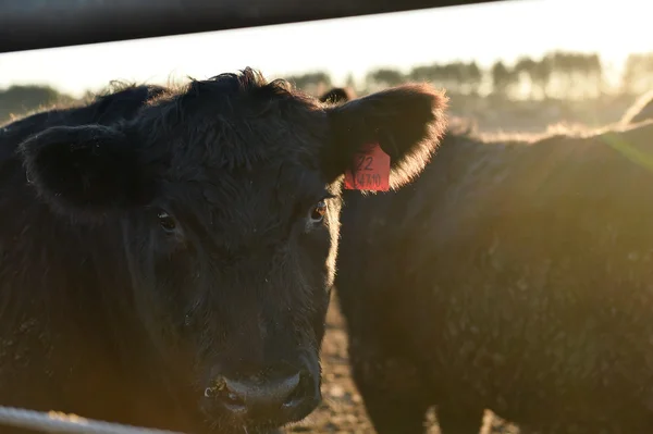 Aberdeen Angus doğurmak genç boğa olduğunu bir feedlot