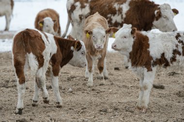 Bir feedlot buzağı ile inek