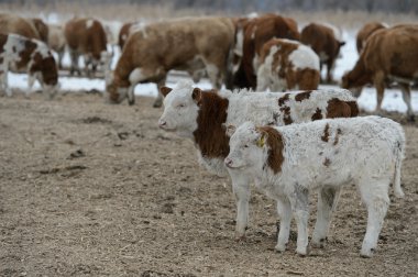 Bir feedlot buzağı ile inek