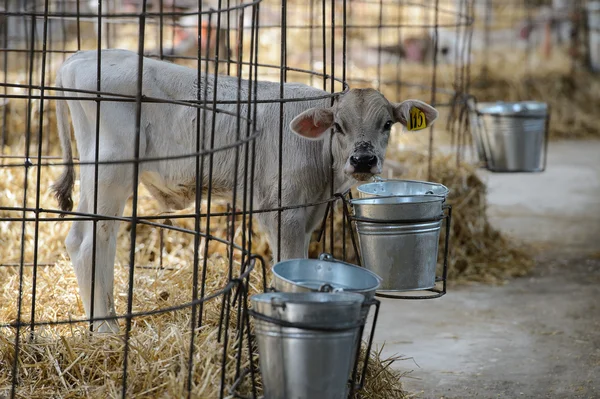 Kuh mit Kalb auf einem Heubett — Stockfoto