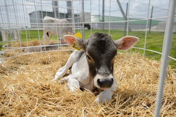 Kuh mit Kalb auf einem Heubett — Stockfoto