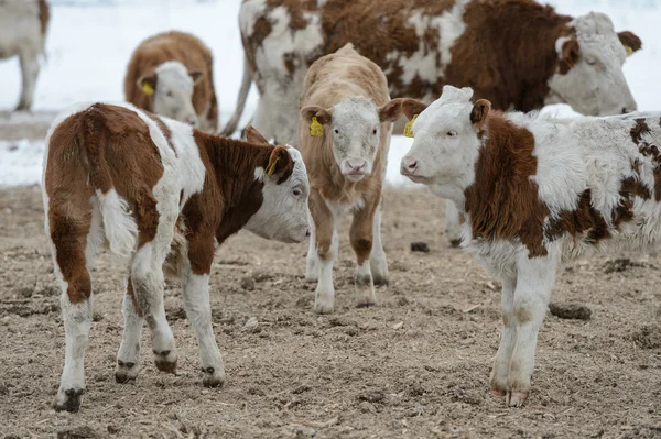 Kuh mit Kalb im Futter — Stockfoto