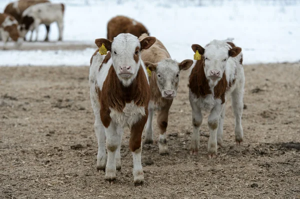 Bir feedlot buzağı ile inek