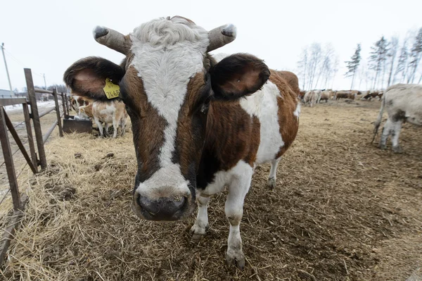 Kışın feedlot adlı genç bir inek