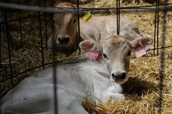 Vaches dans la salle de traite Photos De Stock Libres De Droits