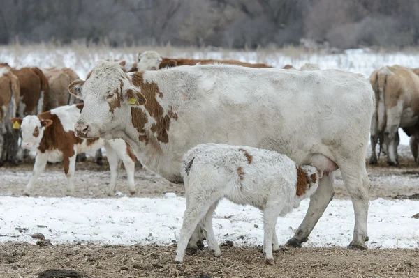 Vache avec veau dans un parc d'engraissement Photos De Stock Libres De Droits