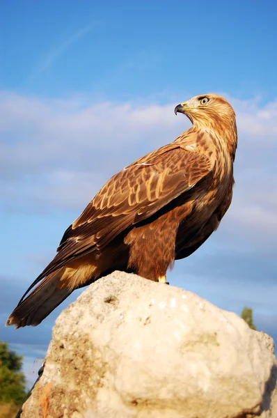 A Buzzard sitting on a rock — Stock Photo, Image
