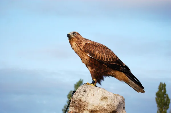 A Buzzard sitting on a rock — Stock Photo, Image