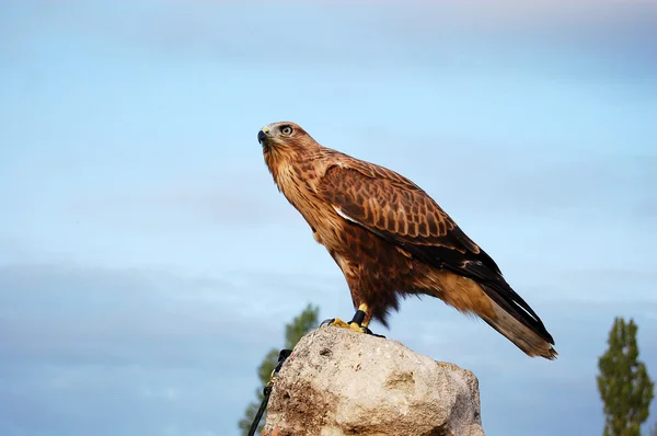 Une Buzzard assise sur un rocher — Photo