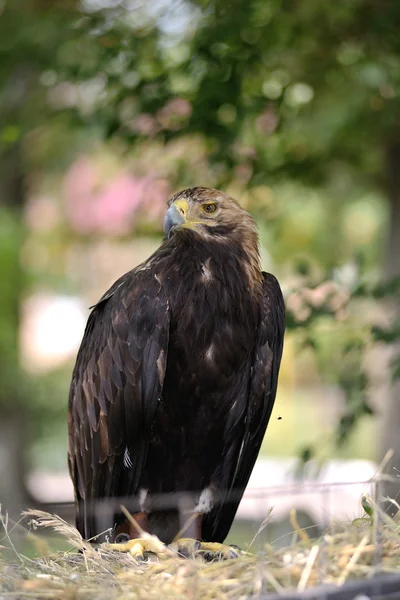 Золотий орел ( Акіла Хрісаєтос ) — стокове фото