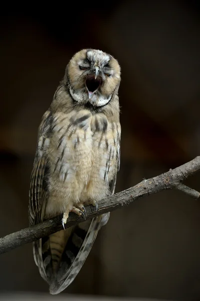 Länge eared owl — Stockfoto