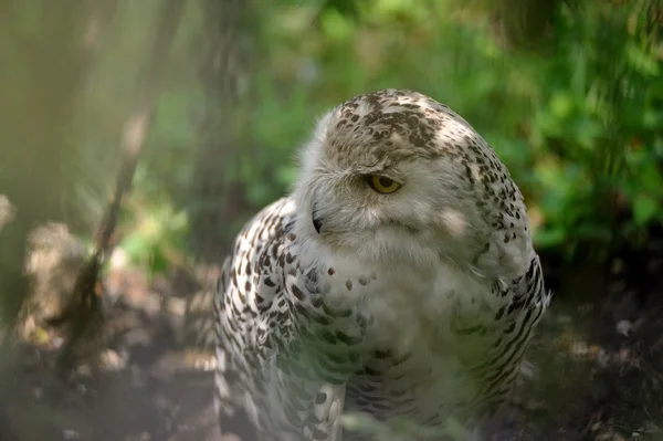 Snöuggla (Bubo scandiacus)) — Stockfoto