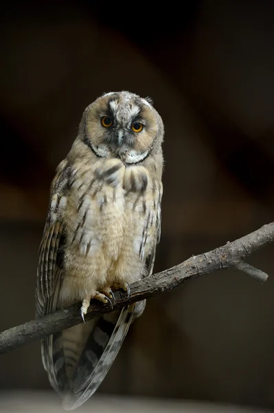 Länge eared owl — Stockfoto