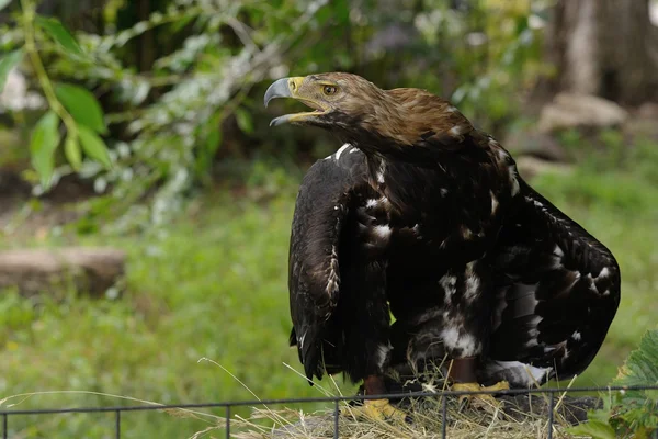 Steinadler (Aquila chrysaetos)) — Stockfoto