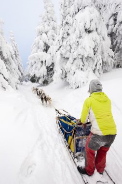 Dogging sledge, Sedivacek uzun