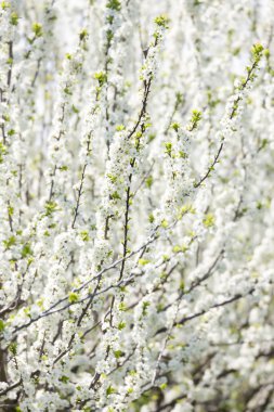 Çiçek Bahçesi yakın çekim