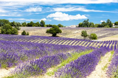 Ağaçlar, Provence lavanta alanıyla