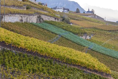 Üzüm bağları Sion bölgesinde, Kanton Valais