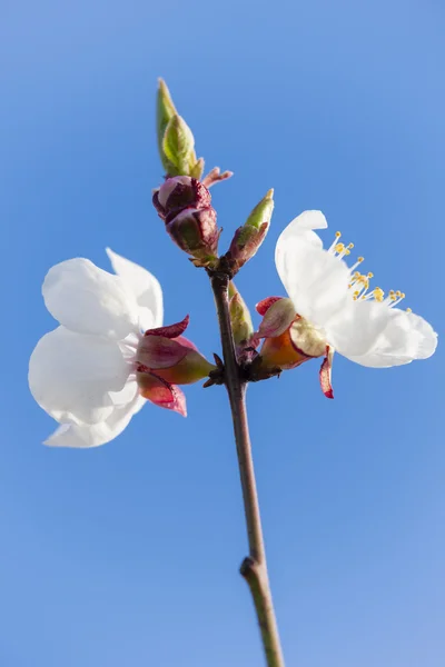 Detalj av blomma aprikos träd — Stockfoto