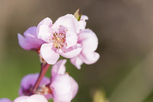 꽃 복숭아 나무의 세부 사항 — 스톡 사진
