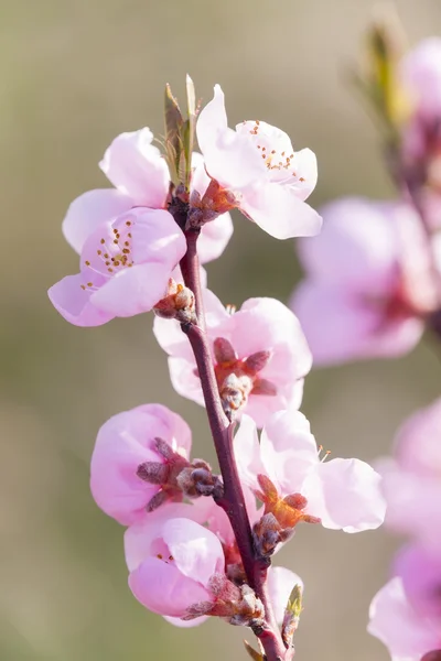 Detail of blossom peach tree — Stock Photo, Image