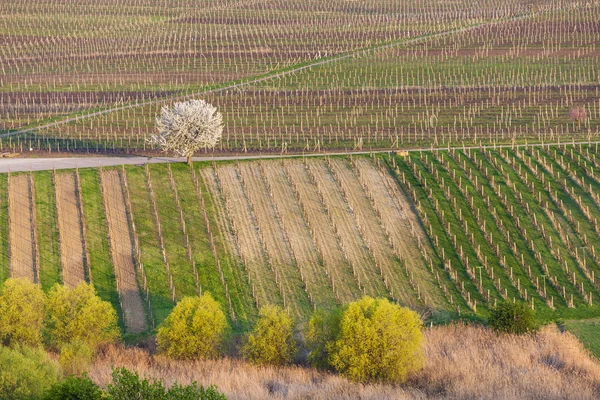 Vista de vinhas de primavera perto de Velke Bilovice — Fotografia de Stock