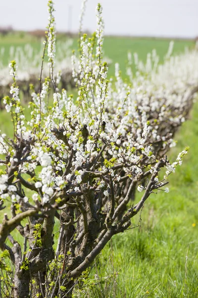 Blommande aprikos orchard — Stockfoto