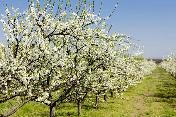 Blommande aprikos orchard — Stockfoto