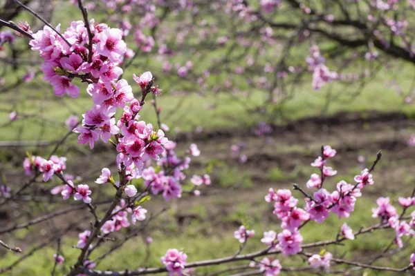 Detail der Blüte Pfirsichbaum — Stockfoto