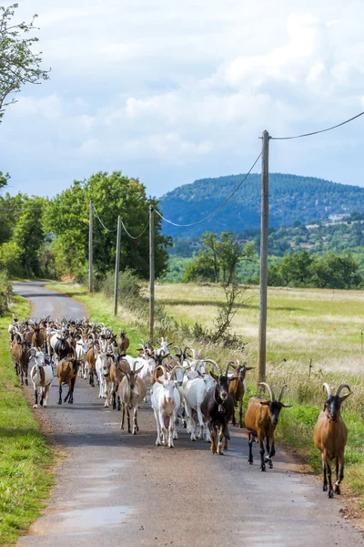 Stada kóz, na drodze, Aveyron, Midi Pyrenees — Zdjęcie stockowe