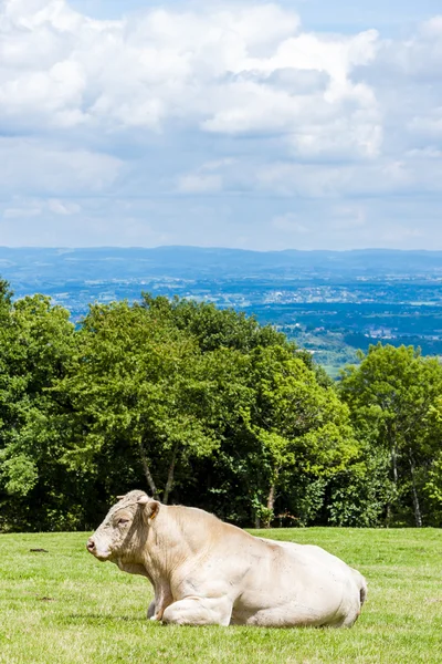 Vaca no prado, Rhone-Alpes, França — Fotografia de Stock