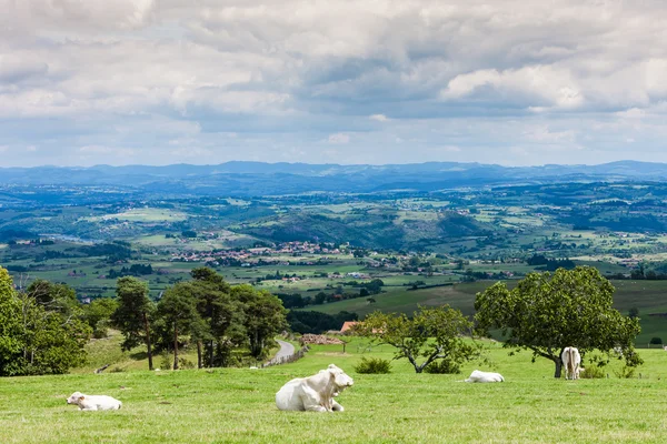 Rebaño de vacas, Ródano-Alpes, Francia —  Fotos de Stock