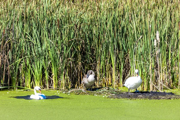 Blick auf Schwäne am Teich — Stockfoto