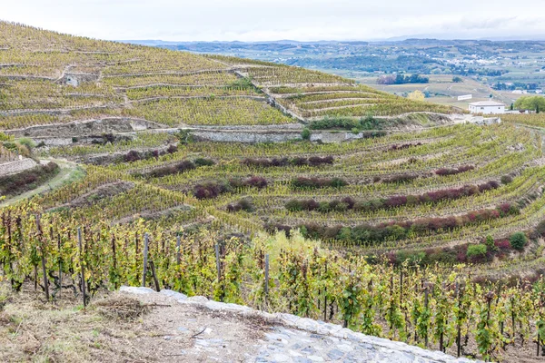 Grand cru vineyard Hermitage, Rhone-Alpes — Stock Photo, Image