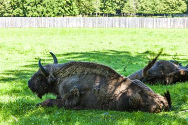 bisons, Bialowieski national park, Podlaskie Voivodeship clipart