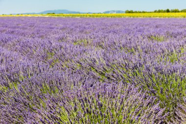 Lavanta alan, plato de Valensole, Provence