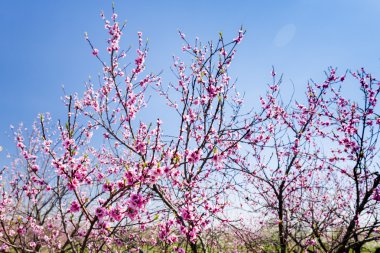 Şeftali meyve çiçek